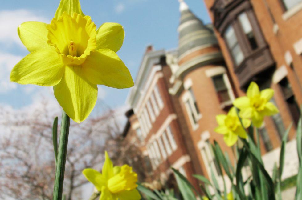 Closeup of a spring daffodil with urban apartment buildings blurred in the background.