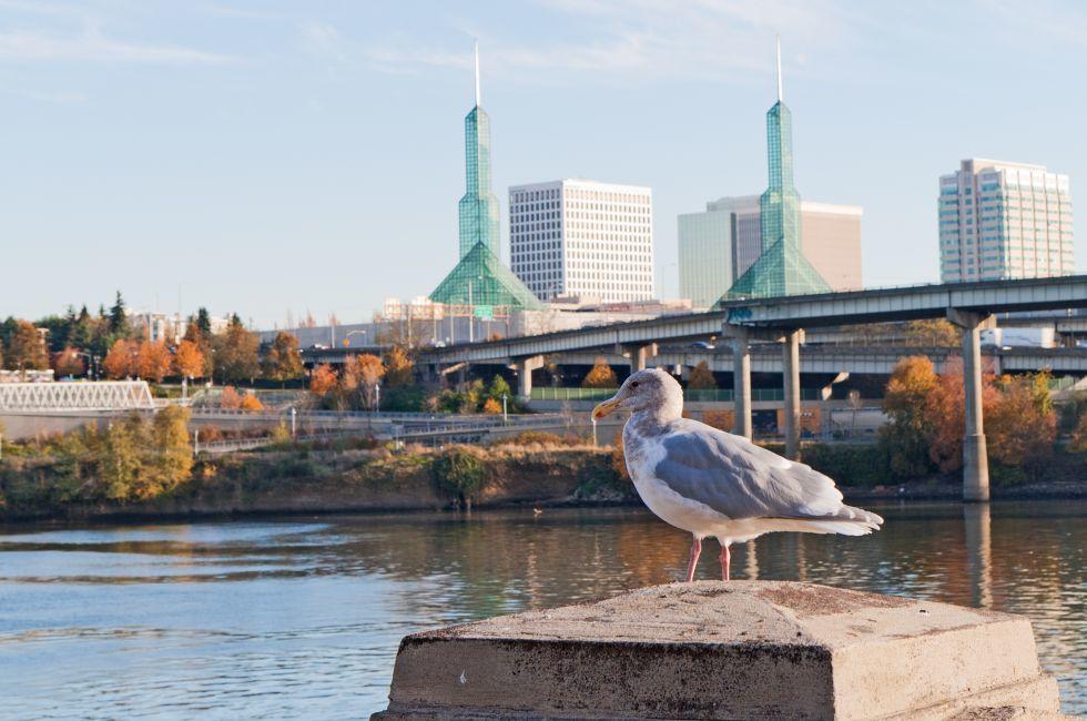 seagull sits at the Portland Oregon waterfront in front of Portland convention center glass towers