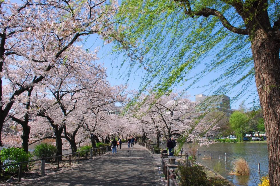 japanese sakura public park.