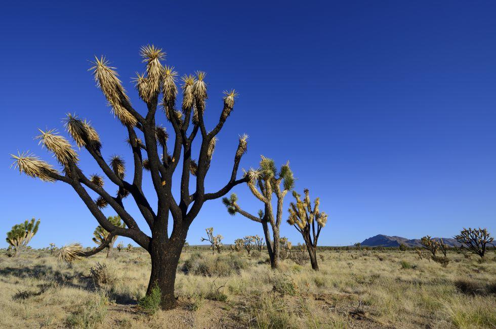 Burnt Joshua Tree in Mojave Desert, California