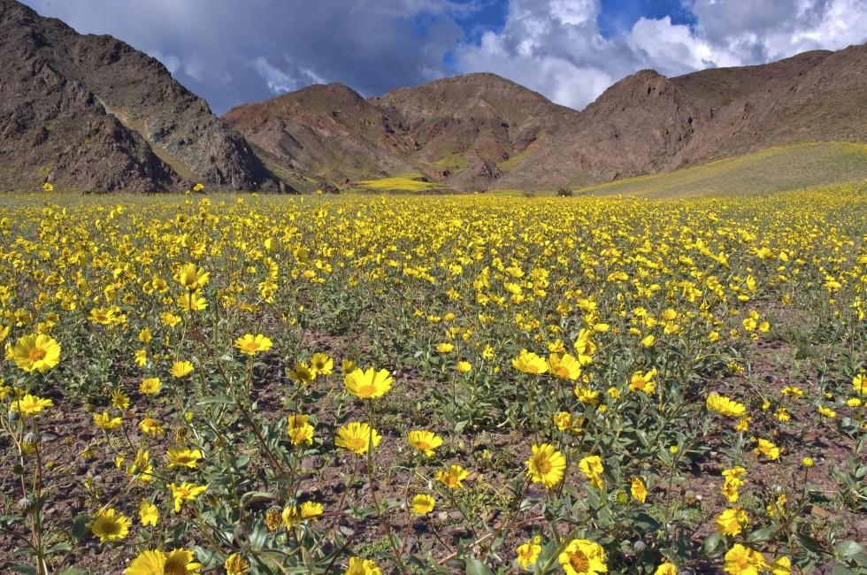 Mountains covered with yellow wildflowers in Death Valley National Park, California.