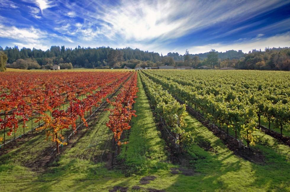 Sonoma California Vineyards Near Sebastopol. Winery and Vineyards of Sonoma Wine County.
