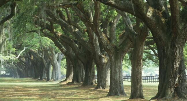 Oak Trees, Boone Hall Plantation, Charleston, South Carolina, USA