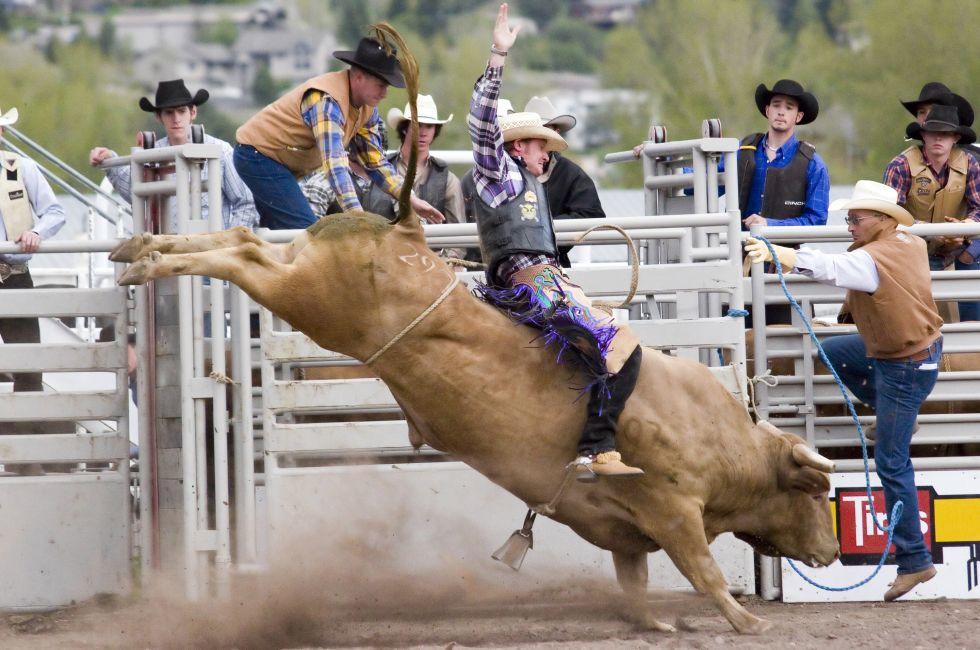 Cowboy riding a bull in the College rodeo in Missoula, MT