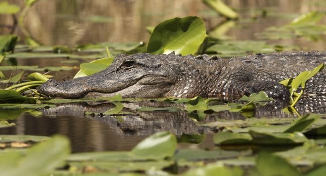 American Alligator (Alligator mississippiensis) swimming on the Suwannee River - Okefenokee Swamp Wildlife Refuge, Georgia; 