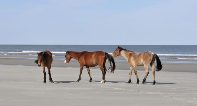 Wild horses on the beach at Cumberland Island, Georgia; Shutterstock ID 75370135; Project/Title: AARP; Downloader: Melanie Marin