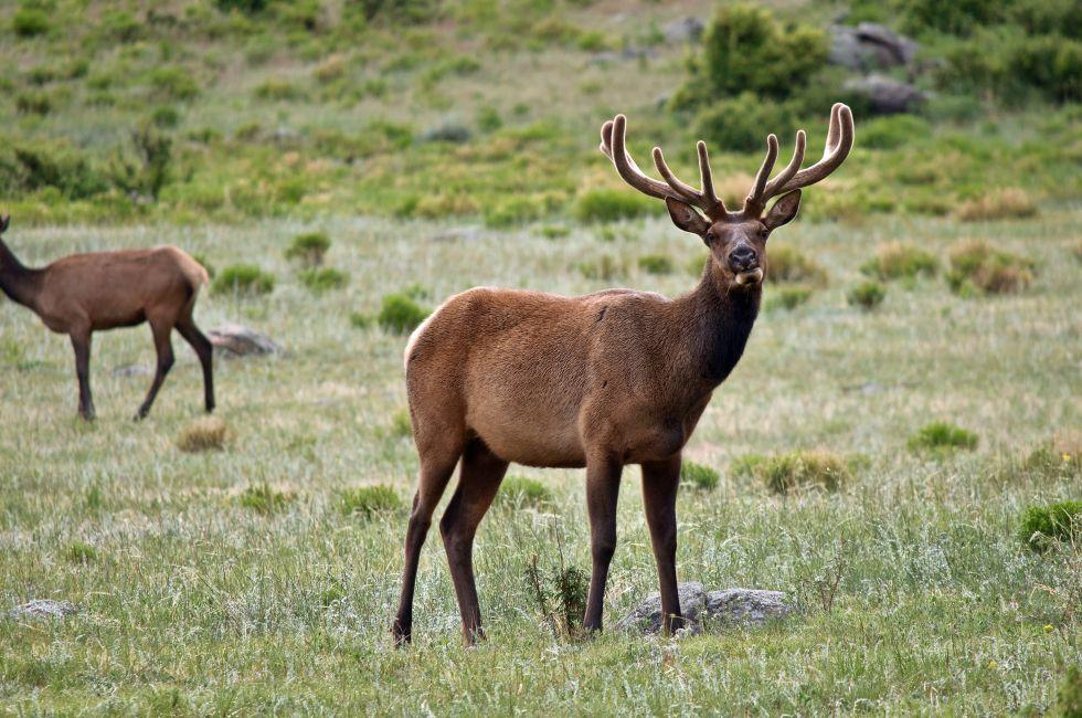 A Bull Elk standing in a meadow in the Rocky Mountain National Park in Colorado.
