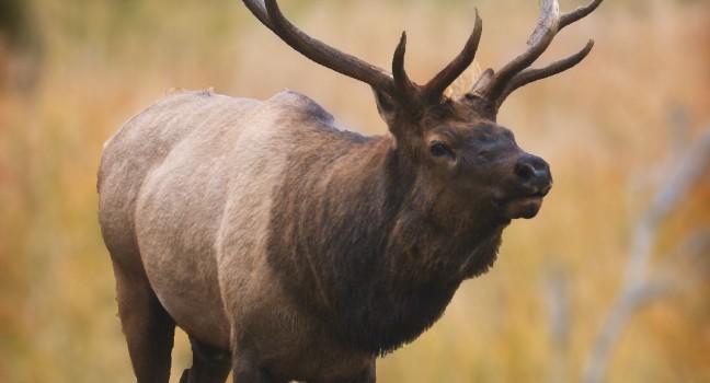 Bull Elk at Rocky Mountain National Park in Estes Park Colorado; 