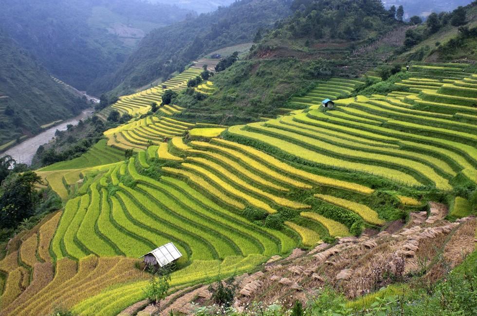 Gold terraced rice fields in Yen Bai, Vietnam; 