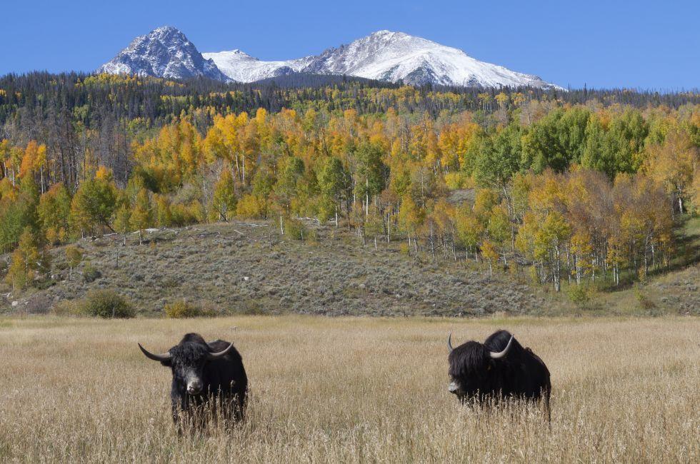 Highland cattle on a ranch near Silverthorne in Colorado's Summit County with changing aspen trees and snow capped mountains in background;