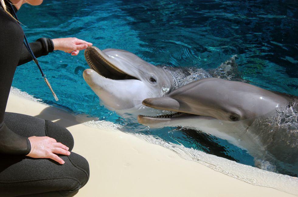Las Vegas Secret Garden dolphin habitat.