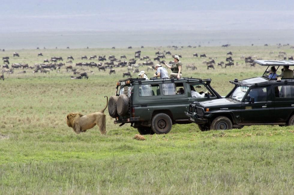 Tanziania: lion is marking territory inside the Ngorongoro crater. The amazing situation is that the new part of the lion's territory are the Lancruiser whit the tourist on board.
