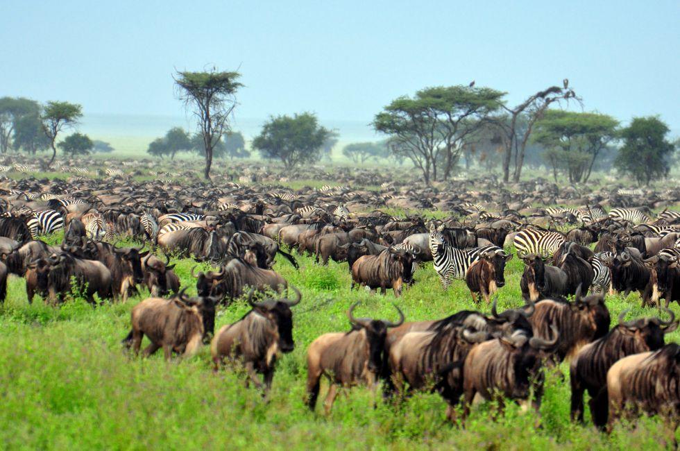 The Great Migration at Serengeti National Park, Tanzania