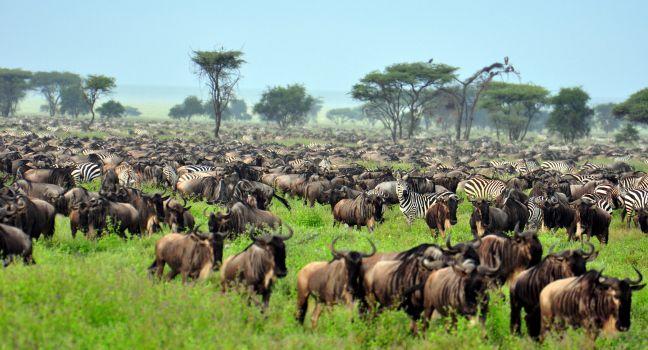 The Great Migration at Serengeti National Park, Tanzania