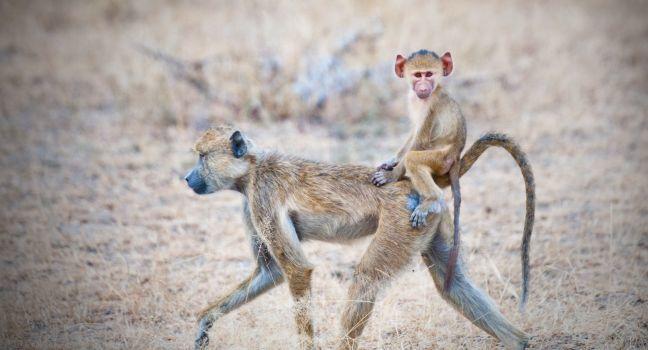 yellow baboon mother walking through the savannah with its baby on the back - national park selous game reserve in tanzania. 