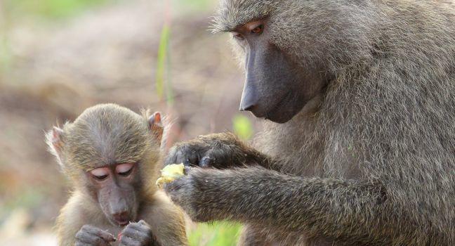 A baby olive baboon and his mother (Papio Anubis) in  Gombe Stream Game Reserve, Tanzania