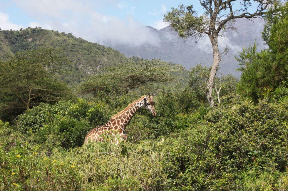 Giraffe in Arusha National Park, Tanzania 