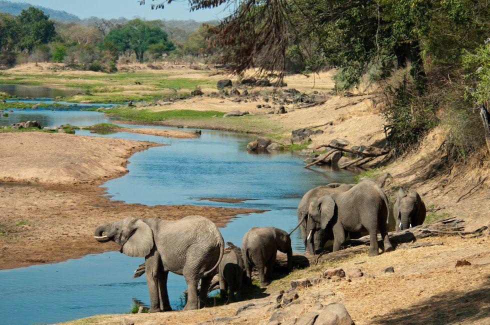 Elephants quenching their thirst in the Great Ruaha River, Tanzania.