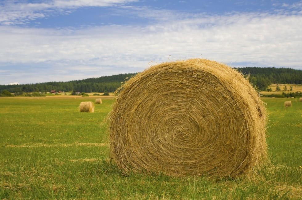 A roll of hay in a green field. Lopez island, Washington.