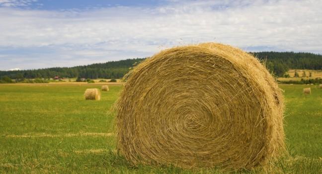 A roll of hay in a green field. Lopez island, Washington.