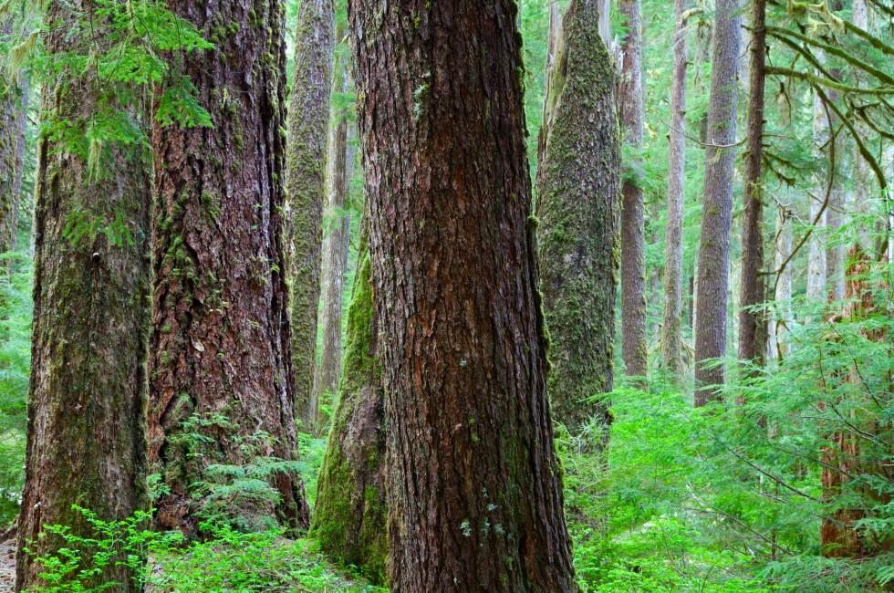 Old growth Hemlock and Douglas-Fir Trees in Olympic National Park, WA.
