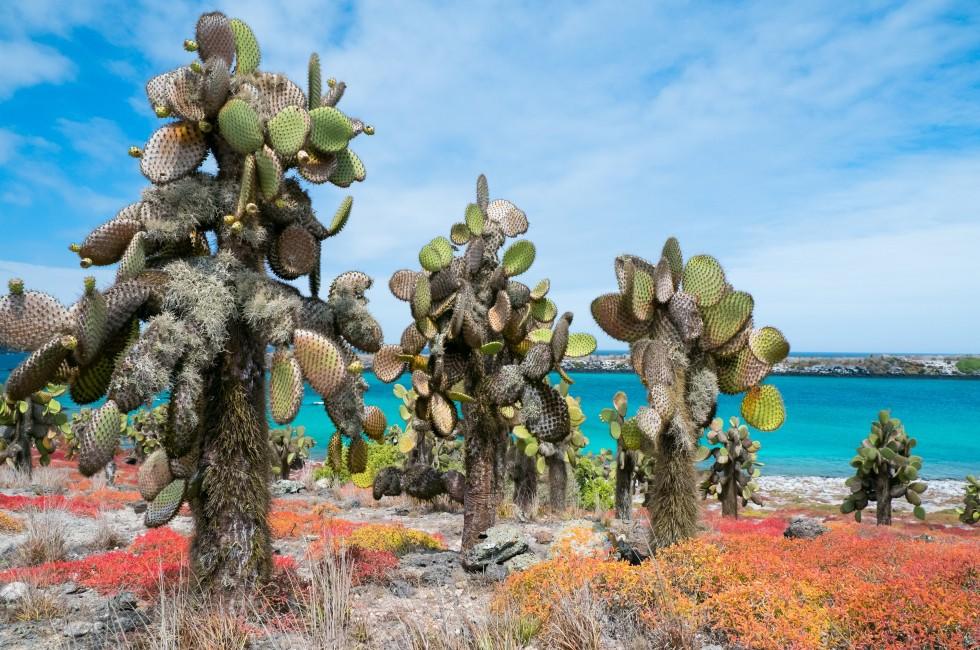 Beautiful landscape of Galapagos South Plaza island; 