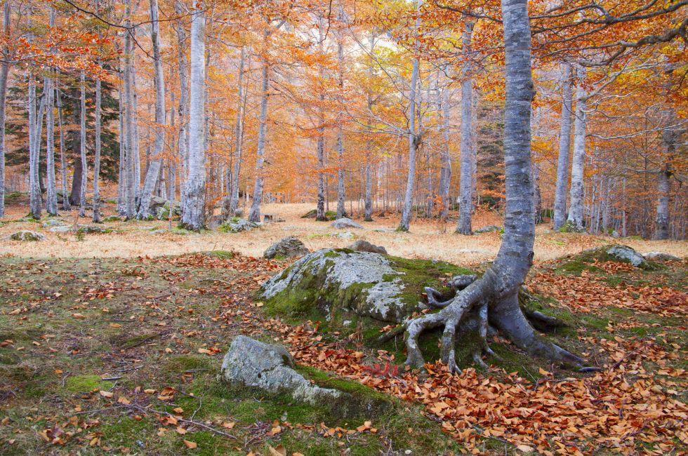 beech forest in autumn, Pyrenees, Vielha, Spain