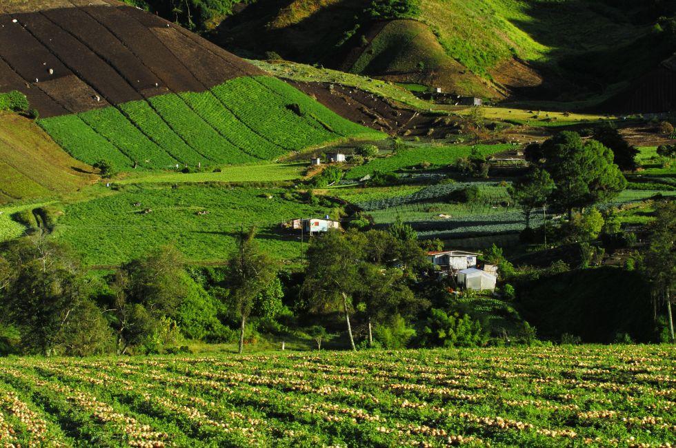 Field containing drills of Onions growing, Cerro Punta village, Chiriqui province, Panama, Central America.