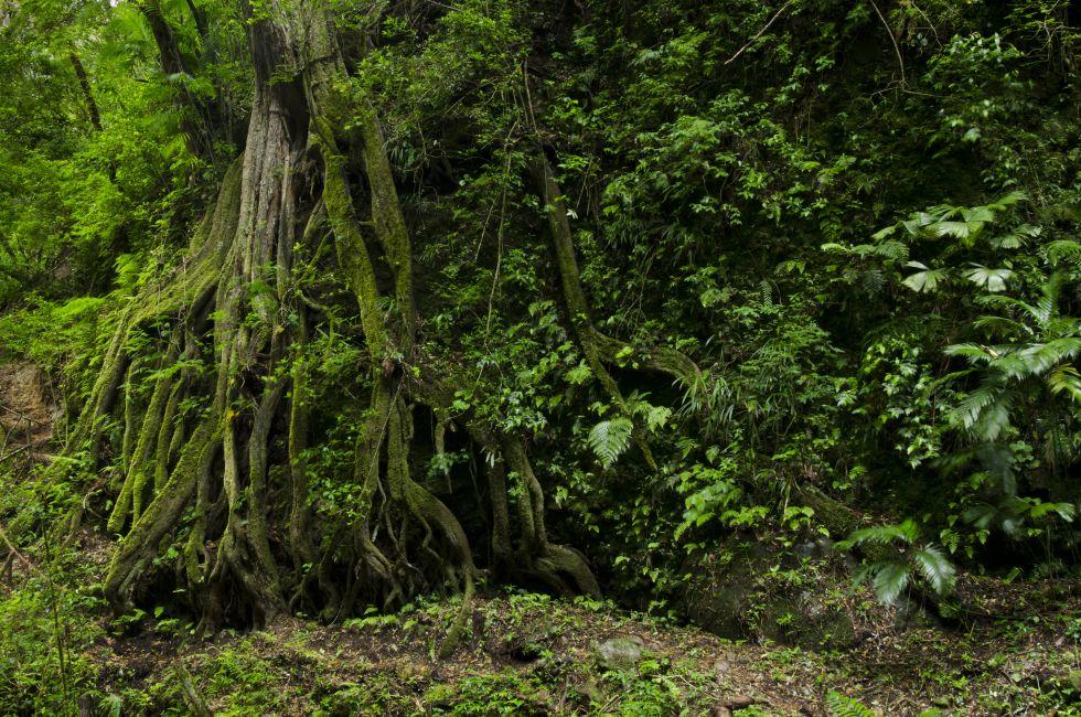 Cloud Forest Tree roots, Volcan Baru National Park, Chiriqui province, Panam,Central America.