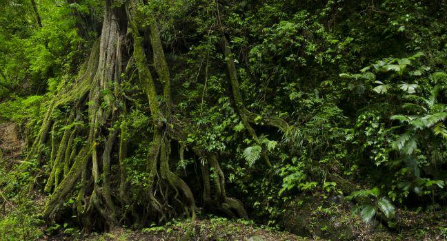 Cloud Forest Tree roots, Volcan Baru National Park, Chiriqui province, Panam,Central America.