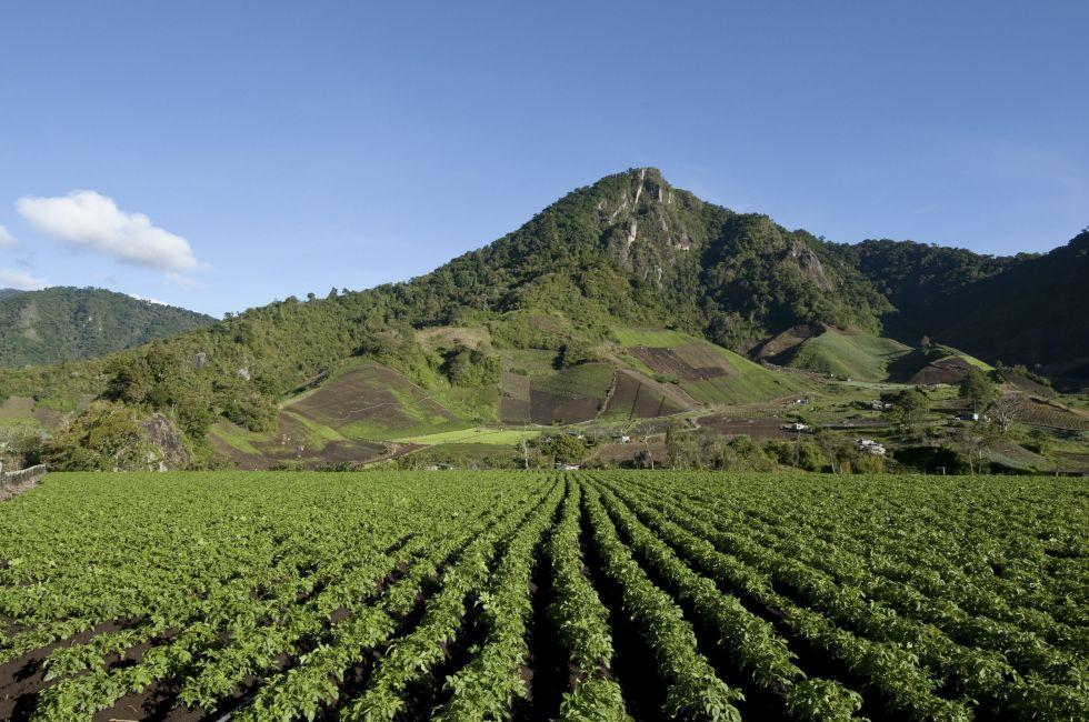 Field containing drills of potato plants growing, Cerro Punta village, Chiriqui province, Panama, Central America.