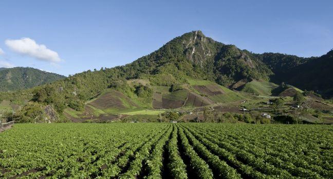 Field containing drills of potato plants growing, Cerro Punta village, Chiriqui province, Panama, Central America.
