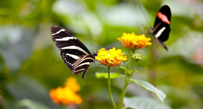 Butterflies, Mainau, The Bodensee, Germany, Europe.