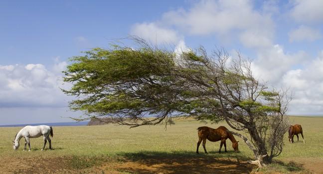 Horses at South Point graving around a wind blown tree.