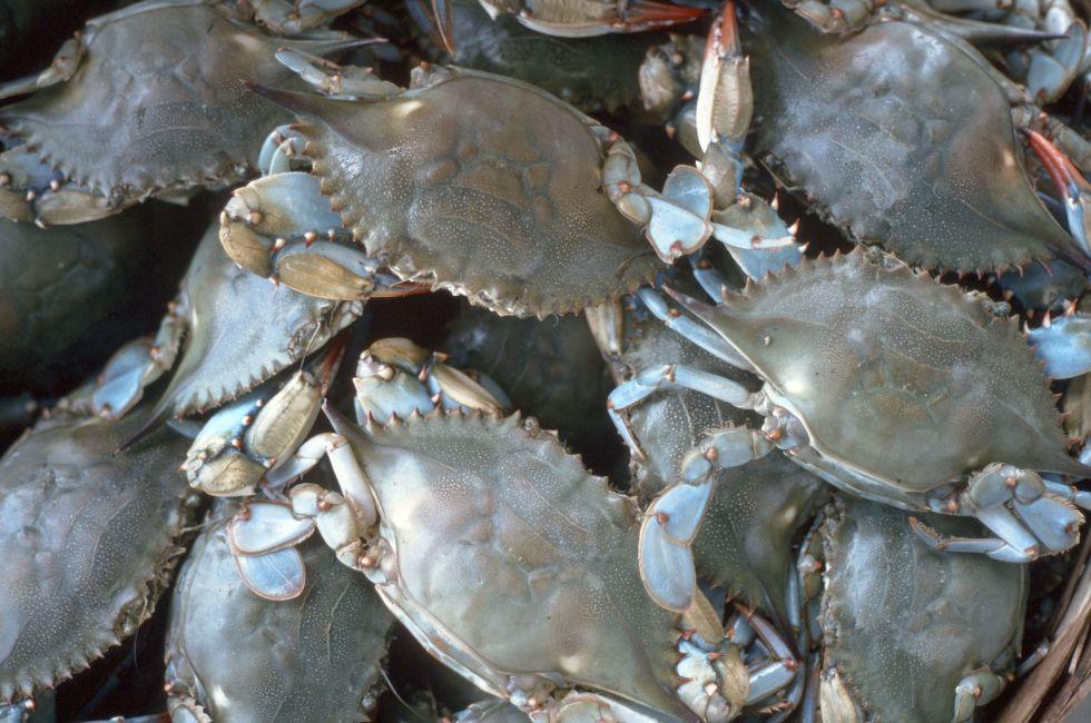 Bushel of Blue Crabs, Crisfield, Maryland