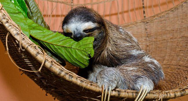 A three-toed sloth sits in her basket in a Sloth sanctuary in Costa Rica while feeding on green leaves.