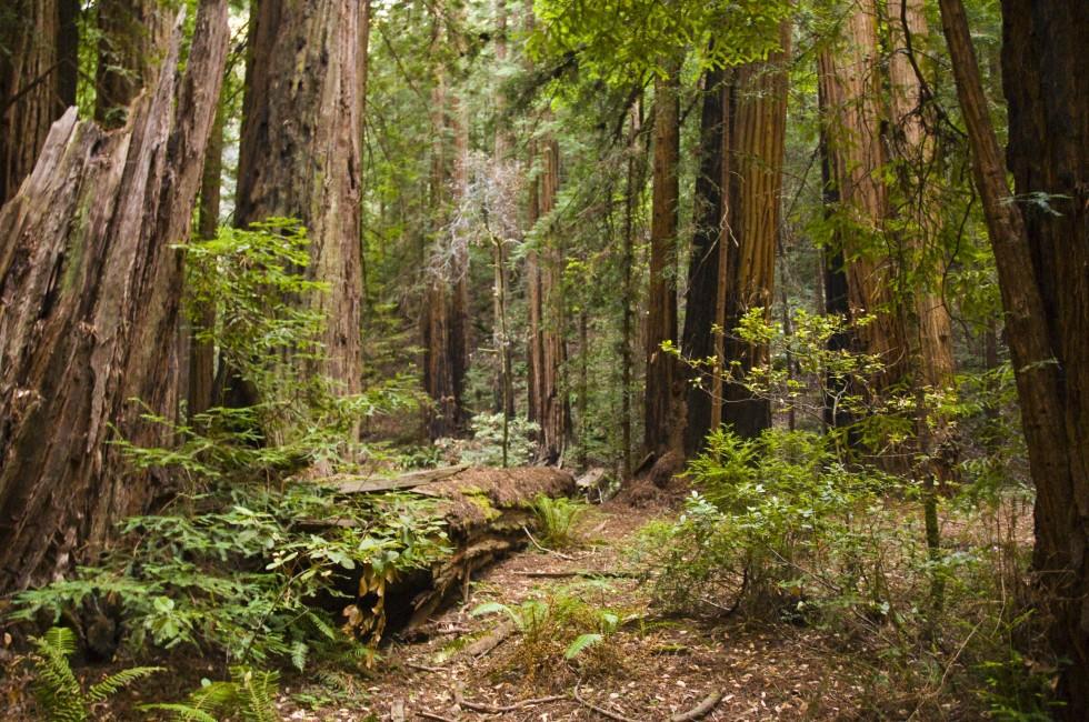 Hiking trails through giant redwoods in Muir forest near San Francisco California; 
