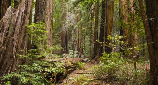Hiking trails through giant redwoods in Muir forest near San Francisco California; 