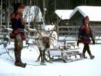 Sami Reindeer herding, Rovaniemi, Lapland, Finland