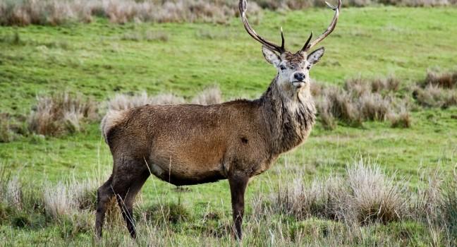Deer in Jura field; Shutterstock ID 51124834; Project/Title: Scotland ebook