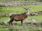 Deer in Jura field; Shutterstock ID 51124834; Project/Title: Scotland ebook