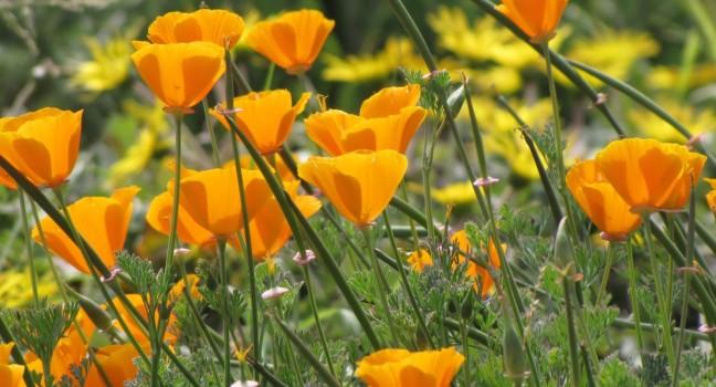 California Poppies, Flowers, Ina Coolbrith Park, San Francisco, California, USA