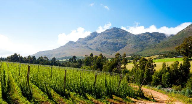 hops field in George, South Africa