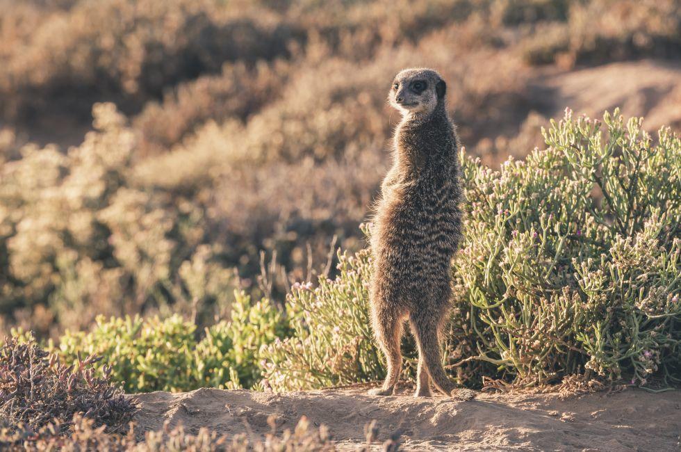 Meerkat at sunrise standing towards the sun. Warming up. The Little Karoo. Western Cape. South Africa.