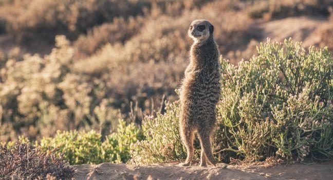 Meerkat at sunrise standing towards the sun. Warming up. The Little Karoo. Western Cape. South Africa.