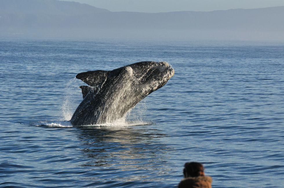A Southern right whale breaching in Walker Bay,Hermanus,South Africa