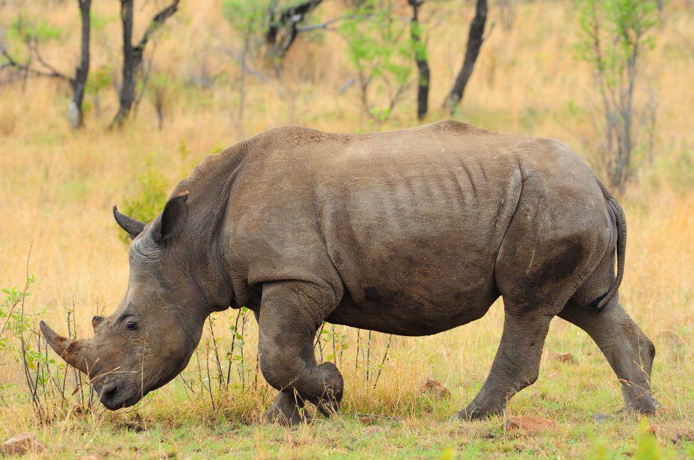 Black Rhino;