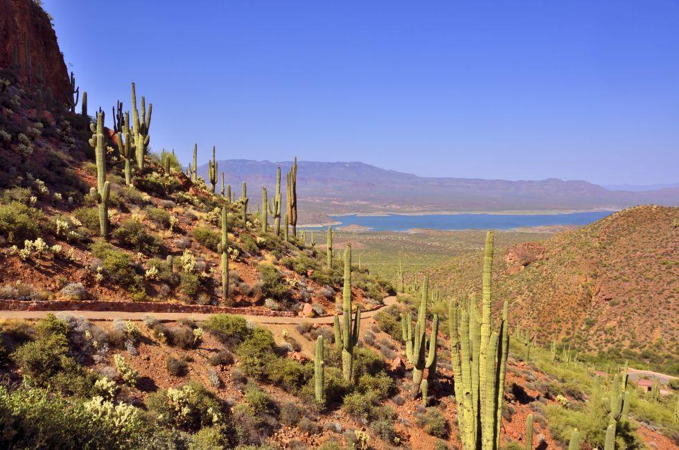 View from Tonto National Monument showing landscape of predominantly saguaro cactus with Roosevelt Lake in the distance.
