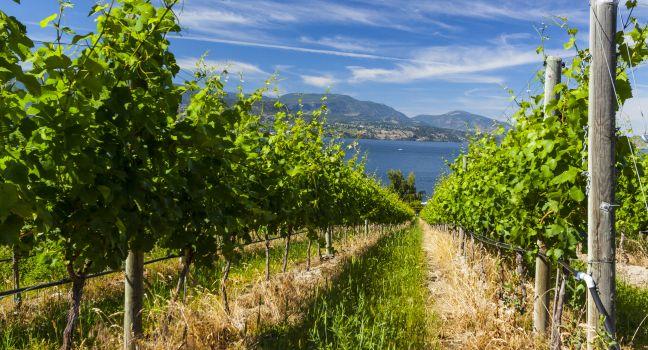 Wine Grape Vineyard on Sunny Summer Day