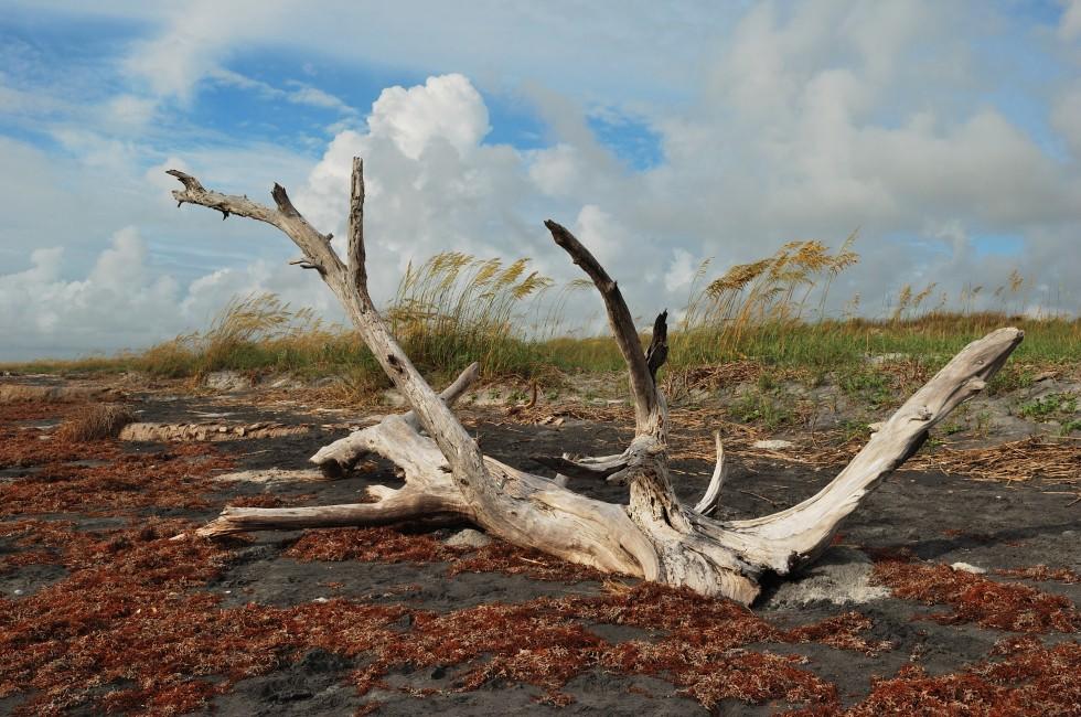 Bleached out driftwood atop aging red seaweed on the coast of Florida at LIttle Talbot Island State Park; 